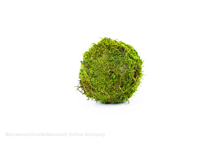 BOL GROEN MOS GECONSERVEERD 10CM