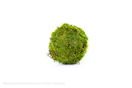 BOL GROEN MOS GECONSERVEERD 10CM