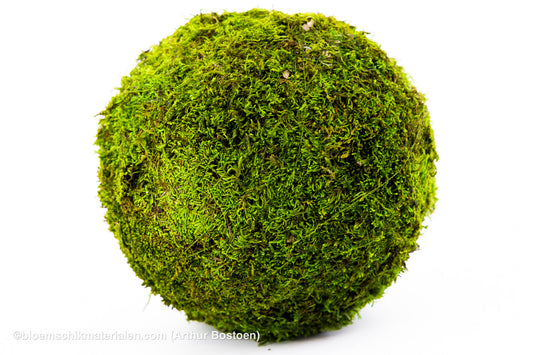BOL GROEN MOS GECONSERVEERD 20CM