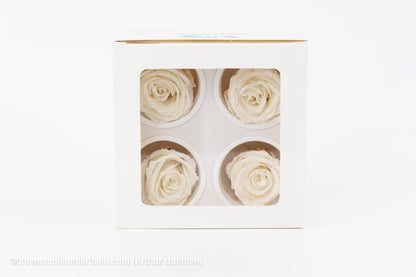 GECONSERVEERDE ROOS (LARGE OPEN) +/-6.5CM WIT 4ST