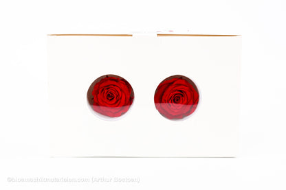 GECONSERVEERDE ROOS (MEDIUM OPEN) +/- 4.5CM ROOD 8ST