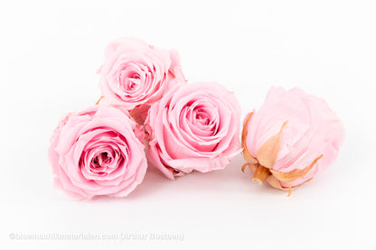 GECONSERVEERDE ROOS (LARGE OPEN) +/-8.5CM ROOS 4ST