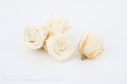 GECONSERVEERDE ROOS (LARGE OPEN) +/-6.5CM WIT 4ST