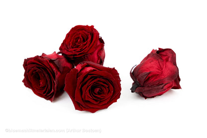 GECONSERVEERDE ROOS (LARGE OPEN) +/-8.5CM BORDEAUX 4ST