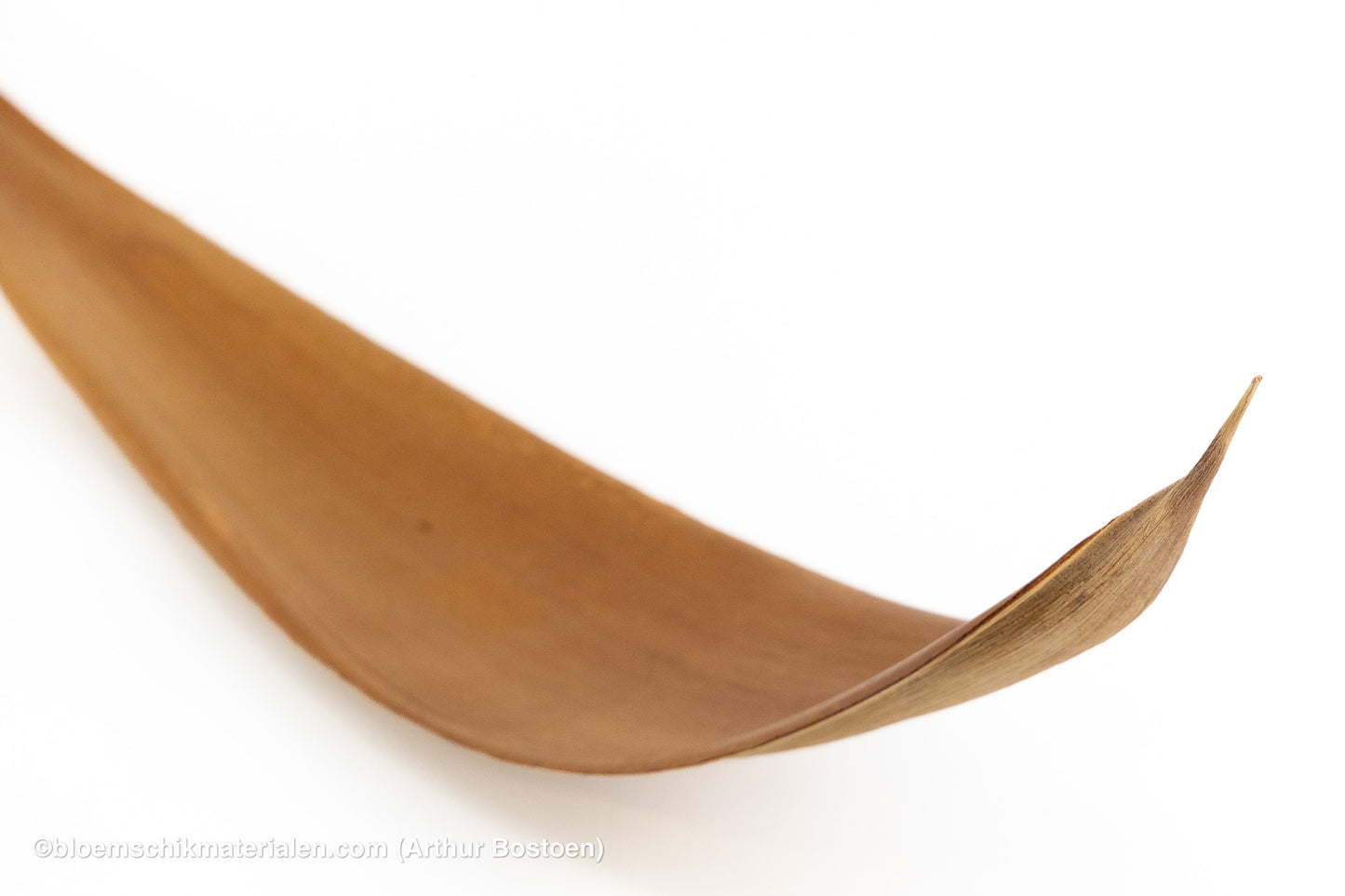 COCOS 60/80CM NATUREL 1ST