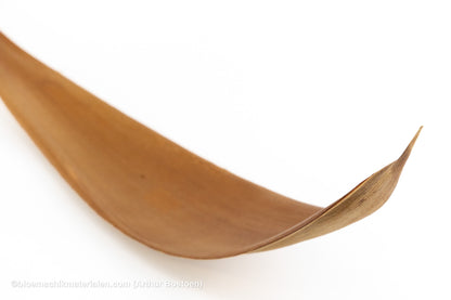 COCOS 60/80CM NATUREL 1ST