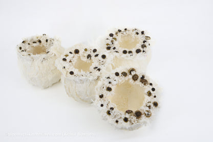 Kwartet Cocons van Moerbeischors (± 15 cm Ø)