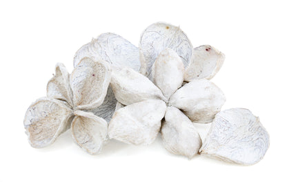 LANDLOTUS WHITE WASH 4ST