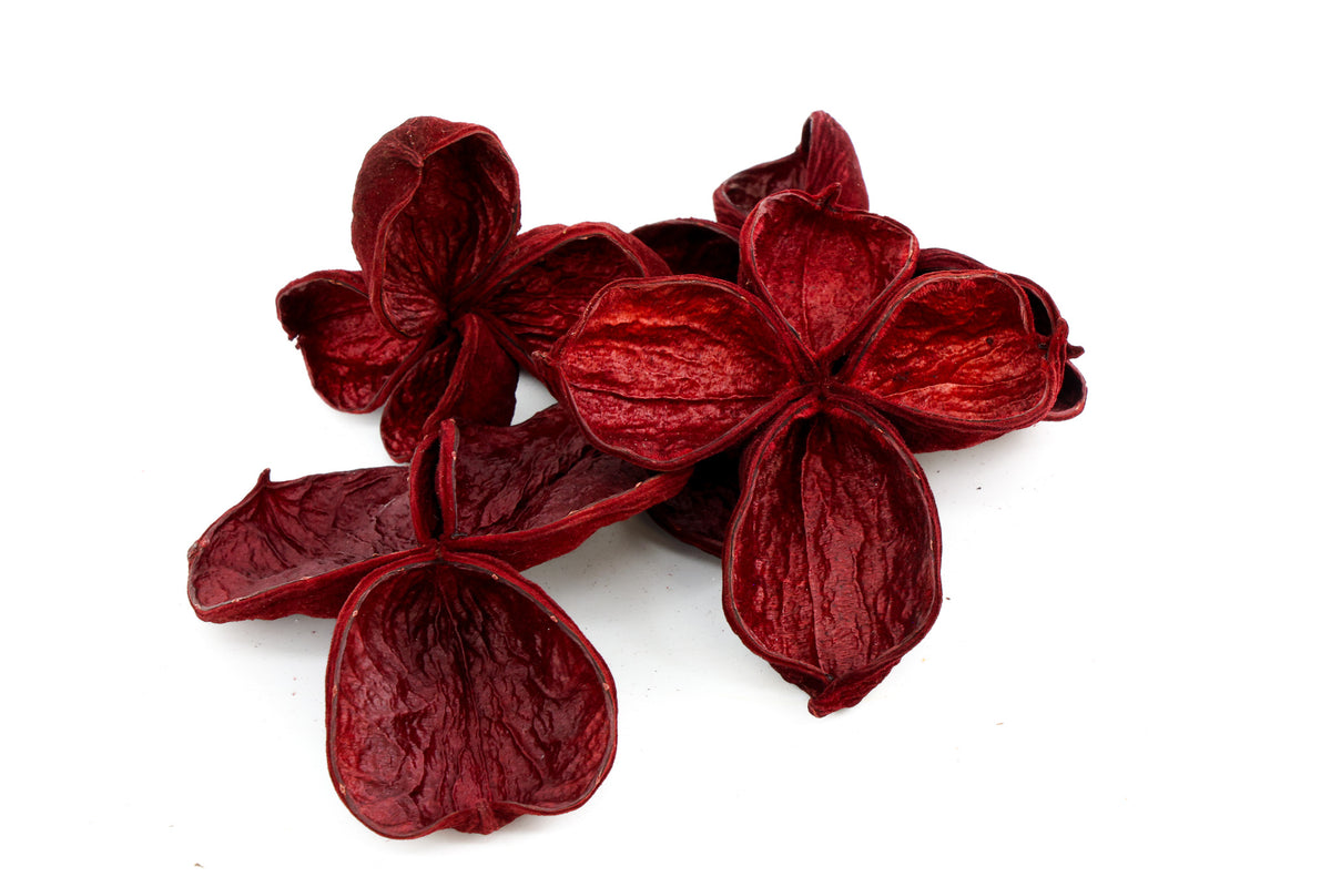 LANDLOTUS BORDEAUX 4ST
