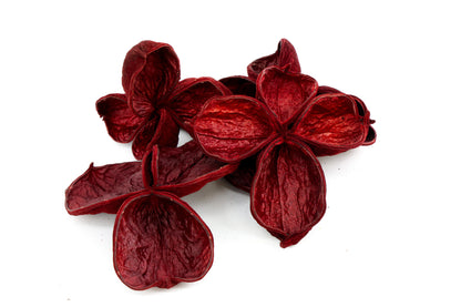 LANDLOTUS BORDEAUX 4ST