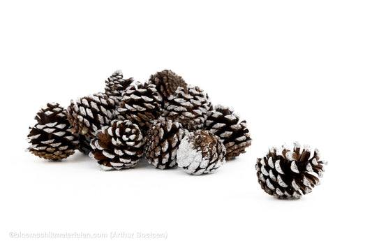 MUGUS WHITE TIPPED +/-100GR