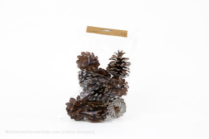 OOSTENRIJKER KOPPEN ( PINUS NIGRA ) WITTE TIP +/-200GR