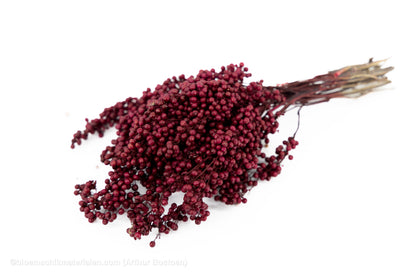 PEPPERBERRY BORDEAUX