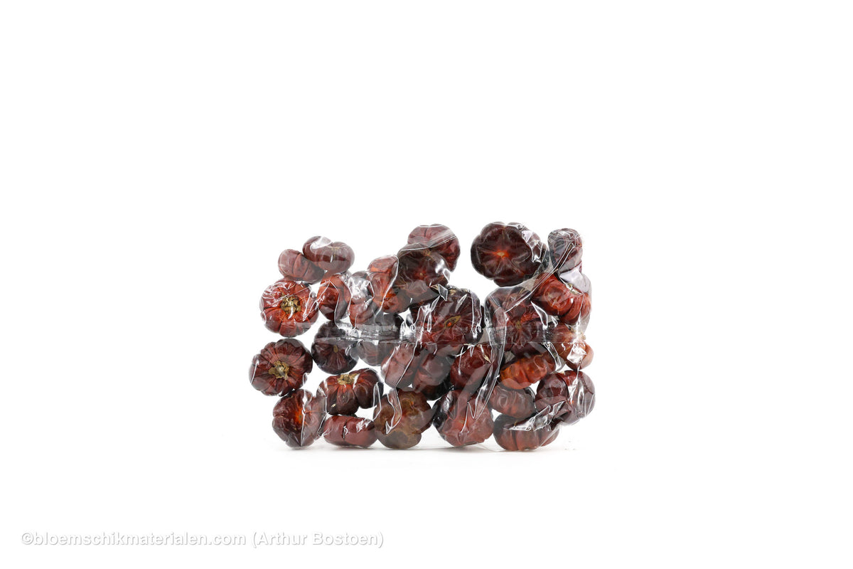 POMPOEN (SOLANUM) +/-250GR