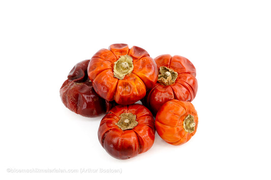 POMPOEN (SOLANUM) +/-250GR