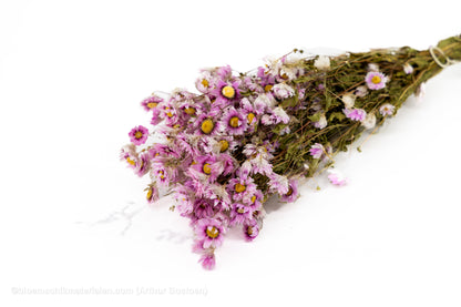 RODANTHE ROZE NATUREL