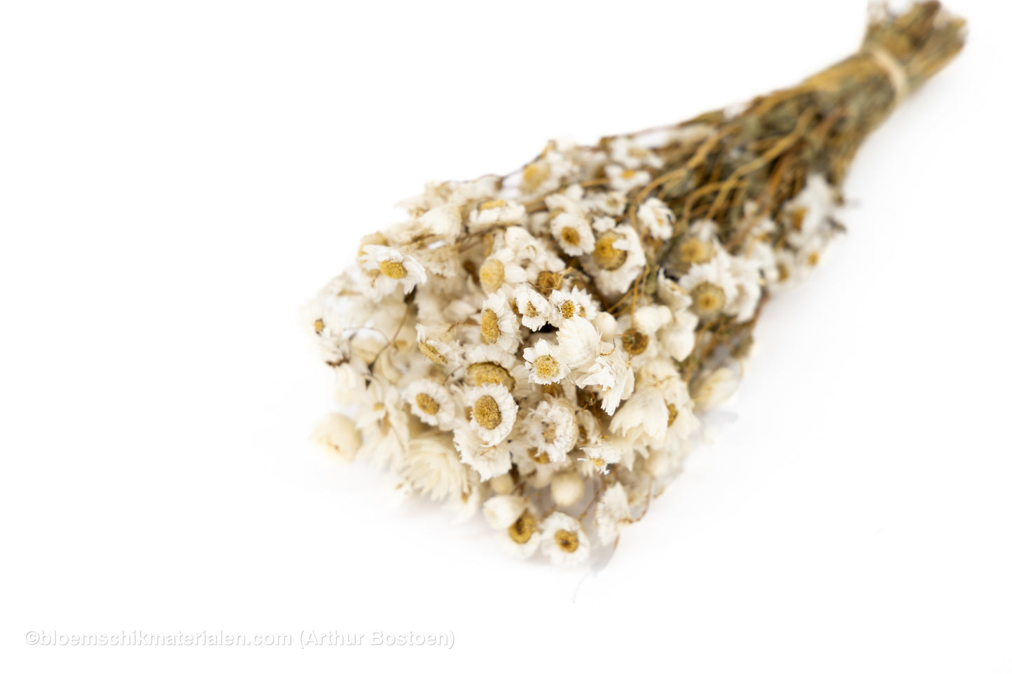 RODANTHE wit NATUREL