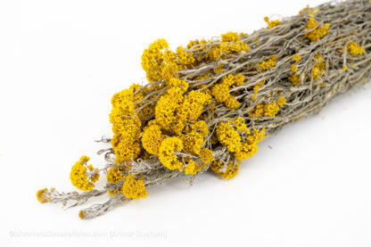 SANFORDII GEEL NATUREL