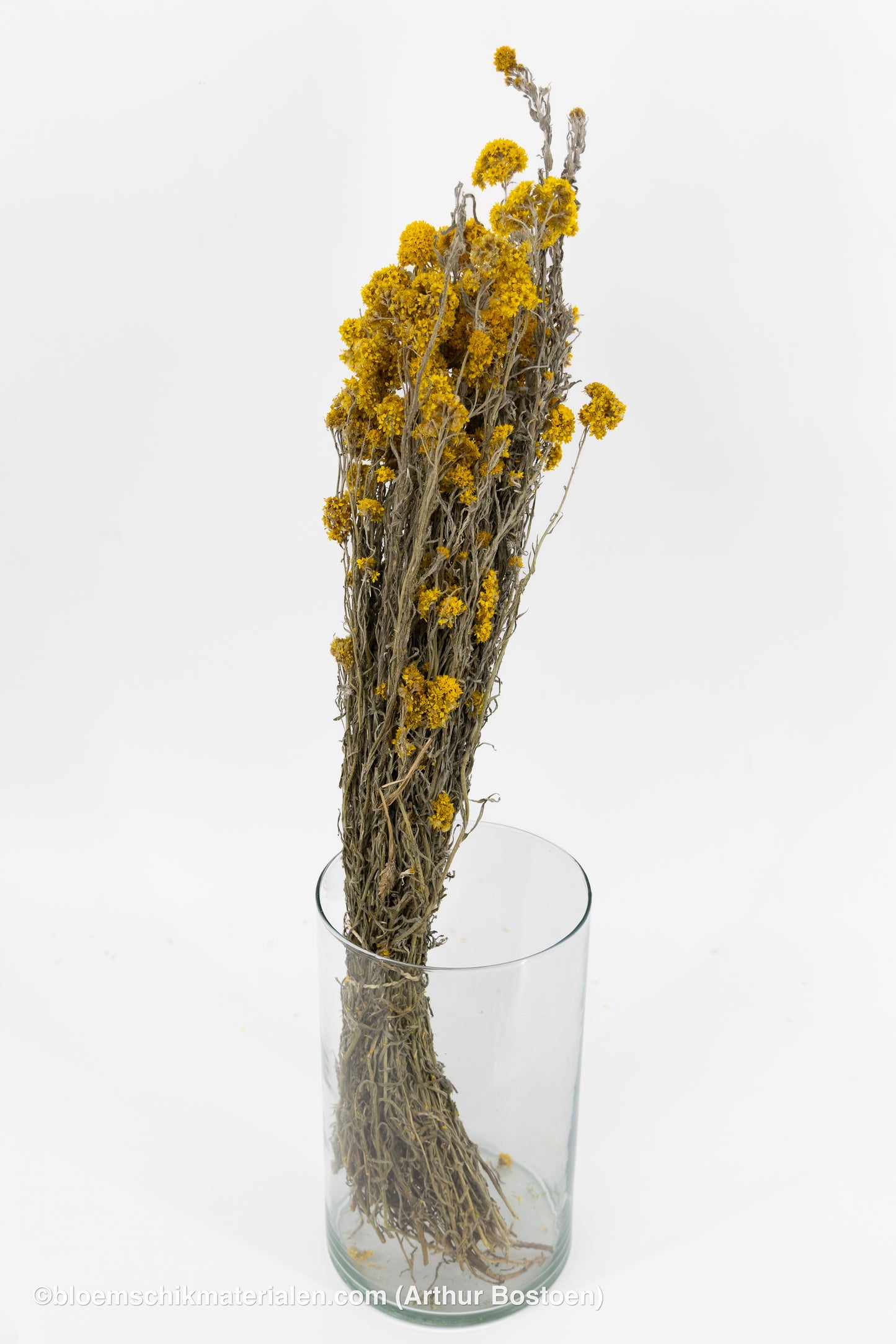 SANFORDII GEEL NATUREL