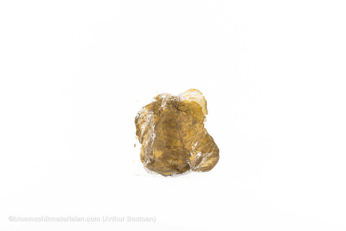 SKELETBLAD GOUD +/-100ST
