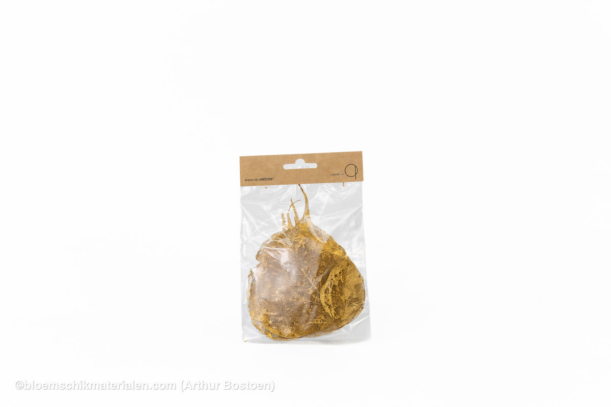 SKELETBLAD GOUD +/-25ST