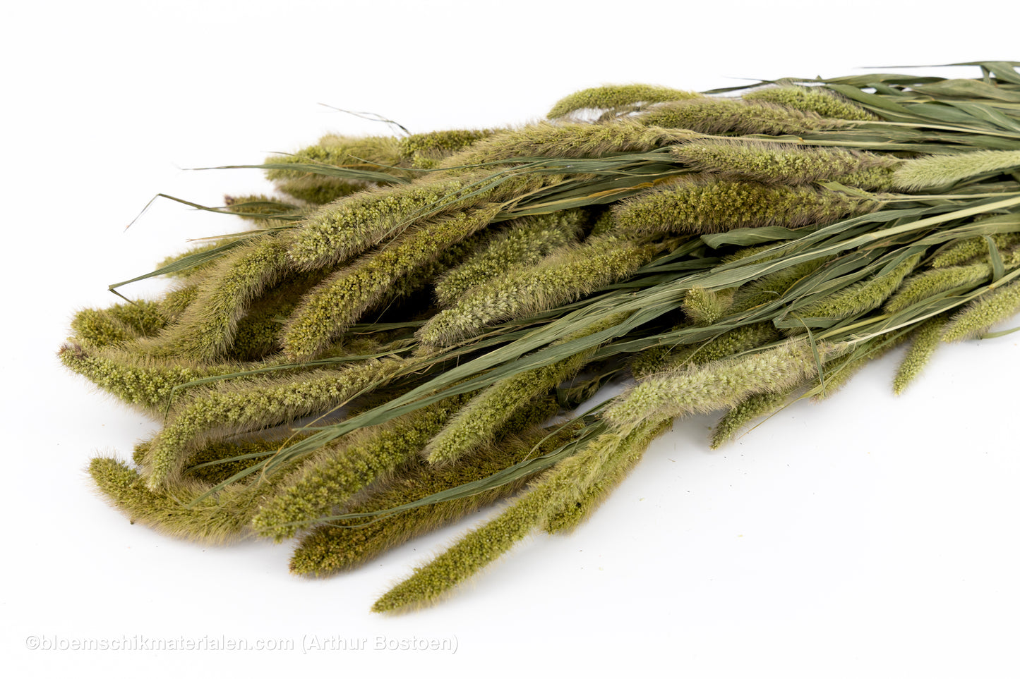 SETARIA NATUREL