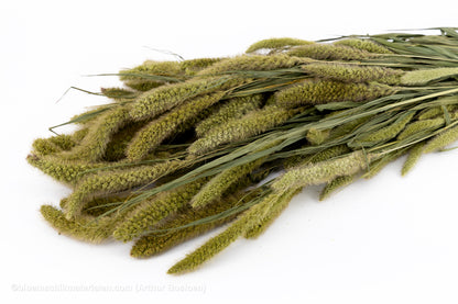 SETARIA NATUREL
