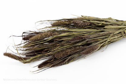 SETARIA RED JEWEL NATUREL