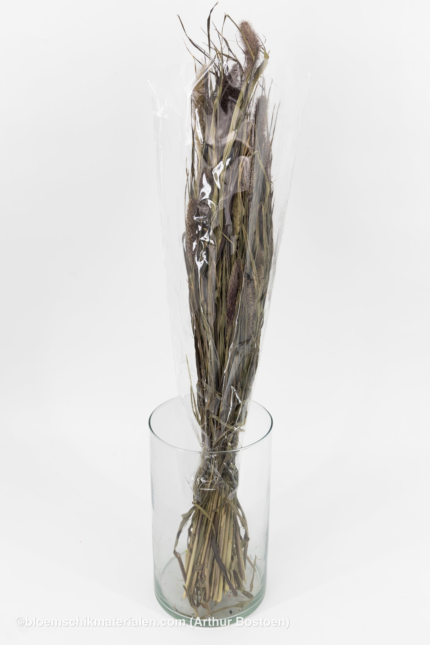 SETARIA RED JEWEL NATUREL