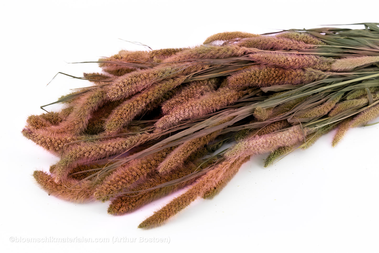 SETARIA ROZE
