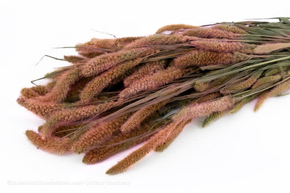 SETARIA ROZE