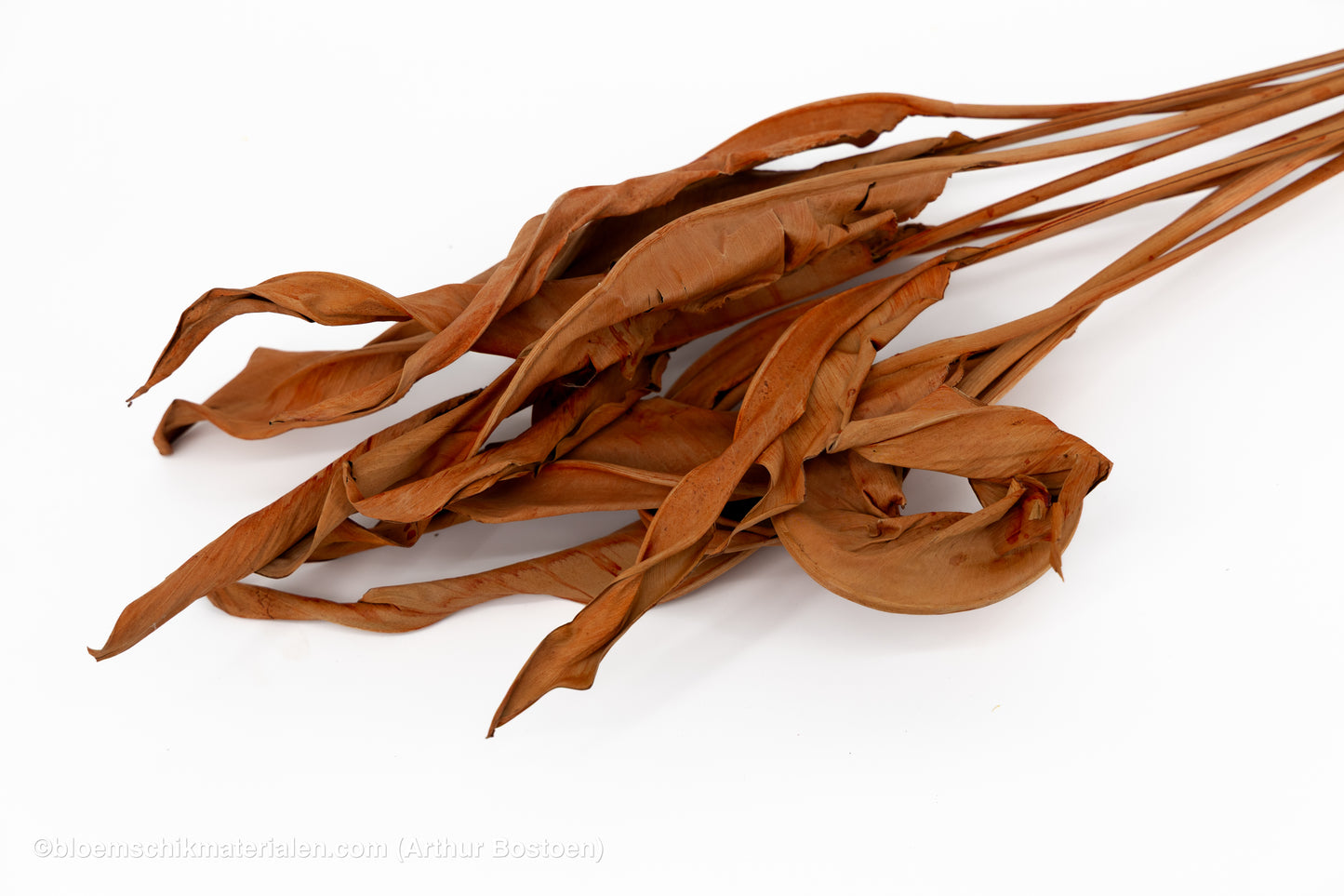 STRELITZIA LANG TERRACOTTA 10ST