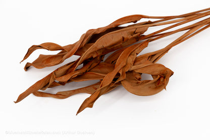 STRELITZIA LANG TERRACOTTA 10ST