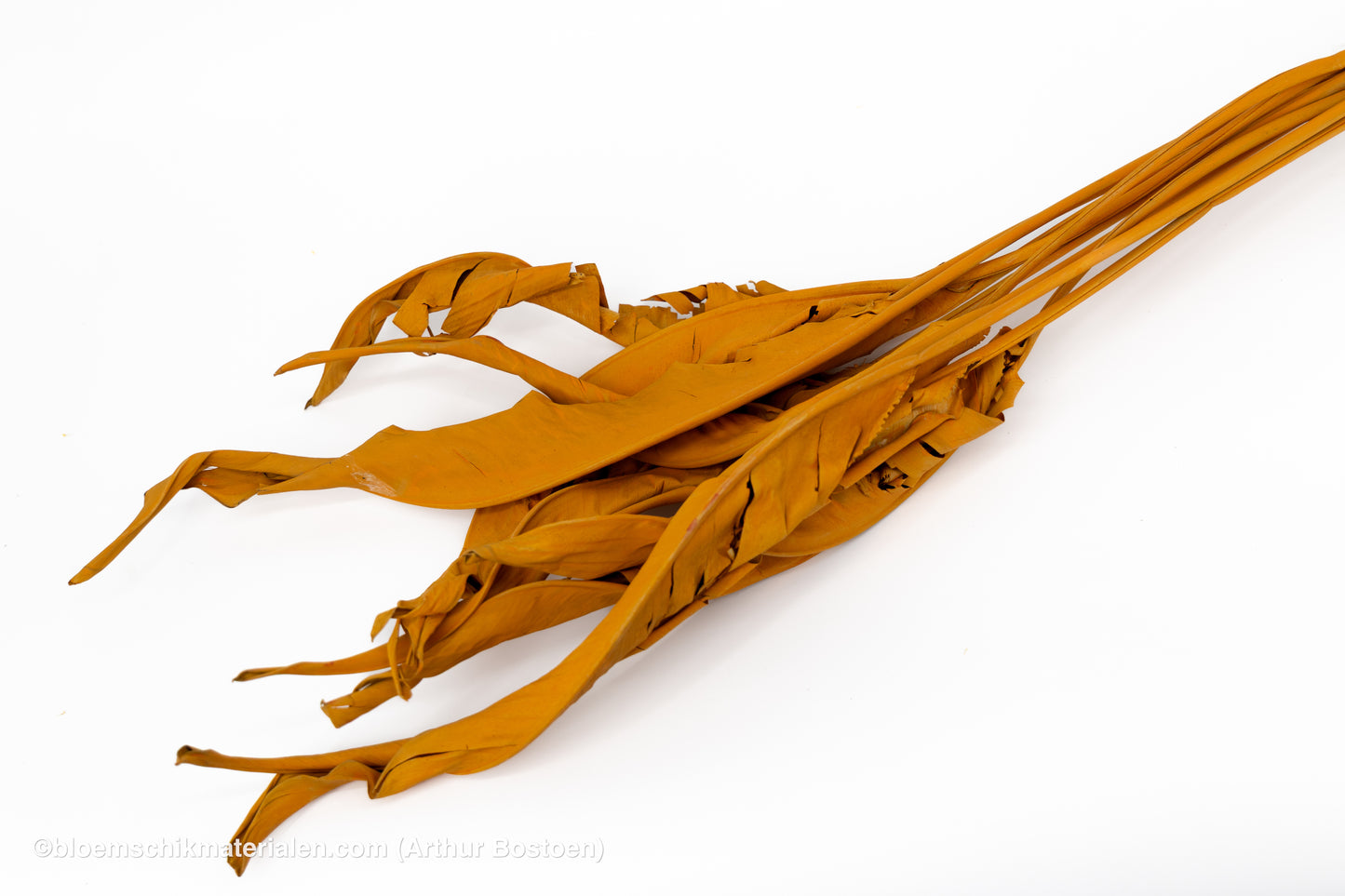 STRELITZIA LANG ORANJE (ABRIKOOS) 10ST