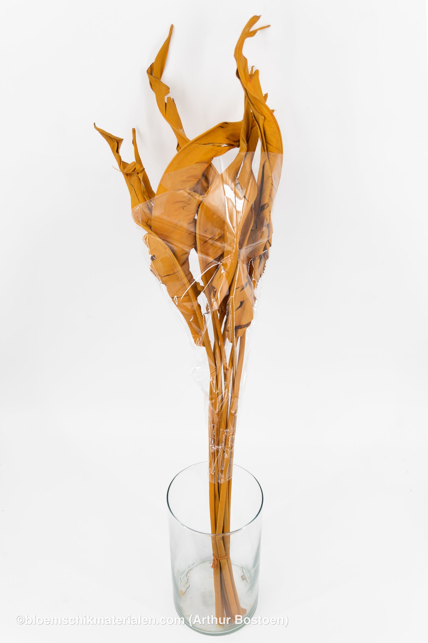 STRELITZIA LANG ORANJE (ABRIKOOS) 10ST