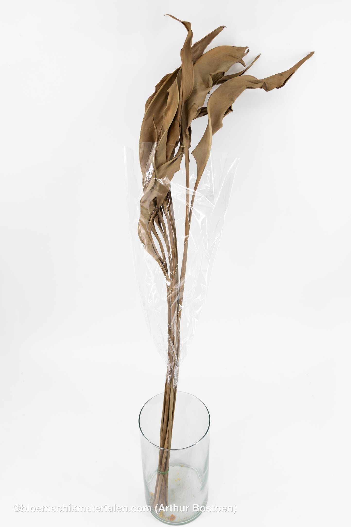 STRELITZIA BLAD LANG MODDERBRUIN 10ST