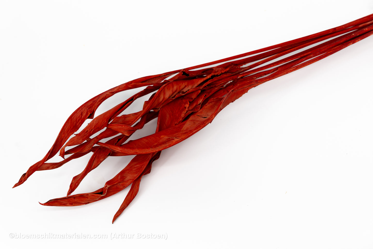 STRELITZIA BLAD LANG ROOD 10ST
