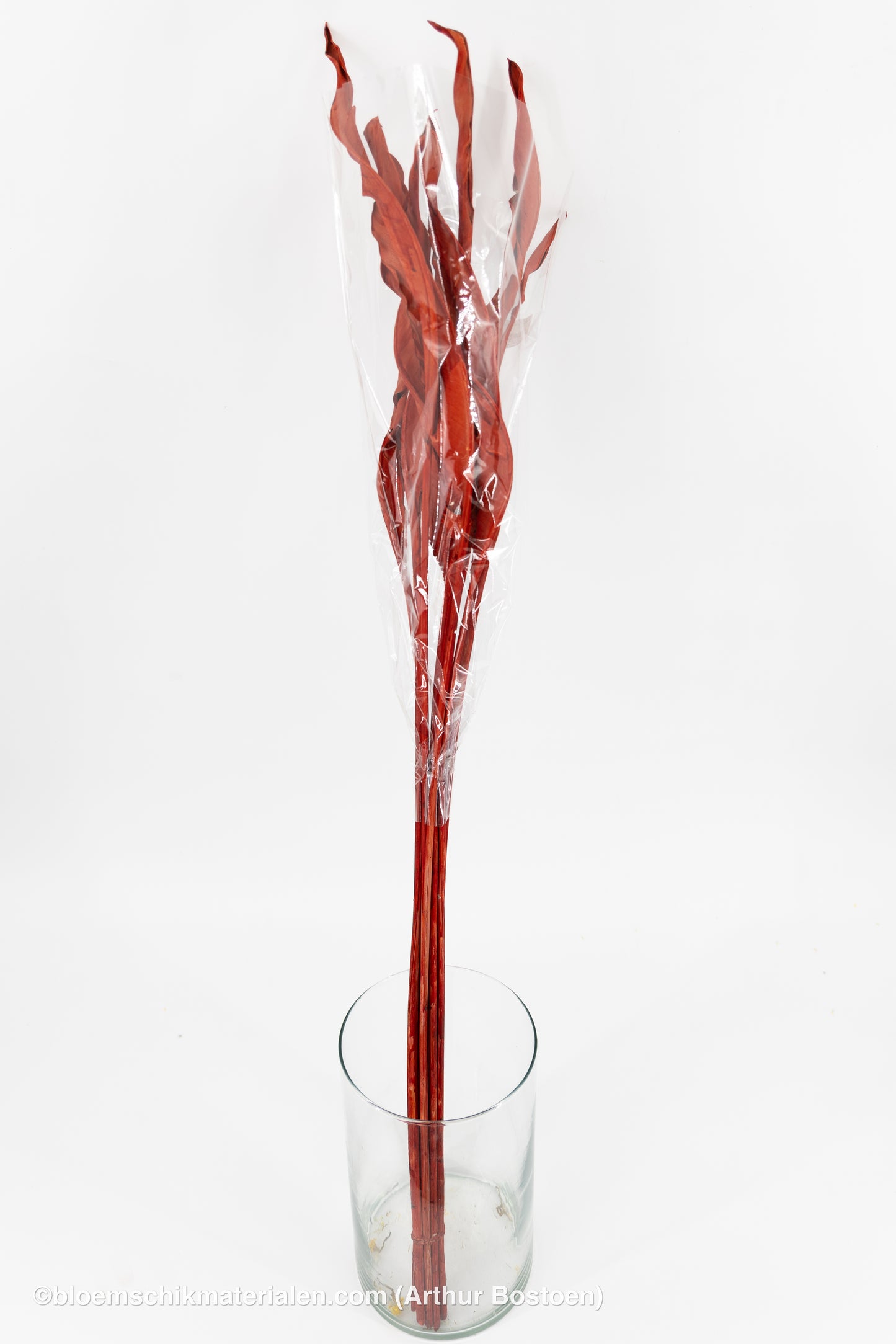 STRELITZIA BLAD LANG ROOD 10ST