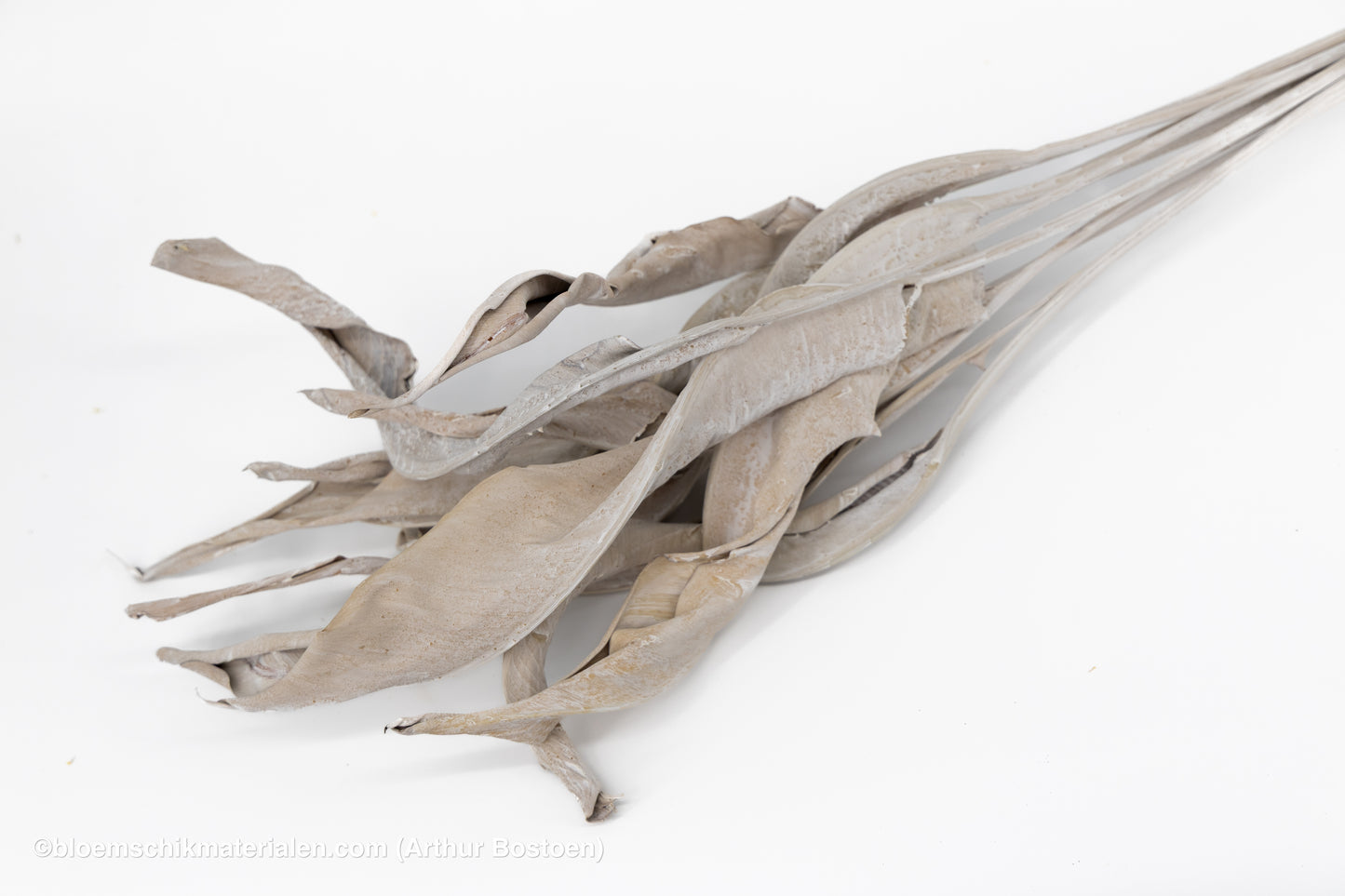 STRELITZIA LANG WHITE WASH 10ST