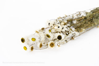ACROCLINEUM WIT NATUREL - bloemschikmaterialen.com