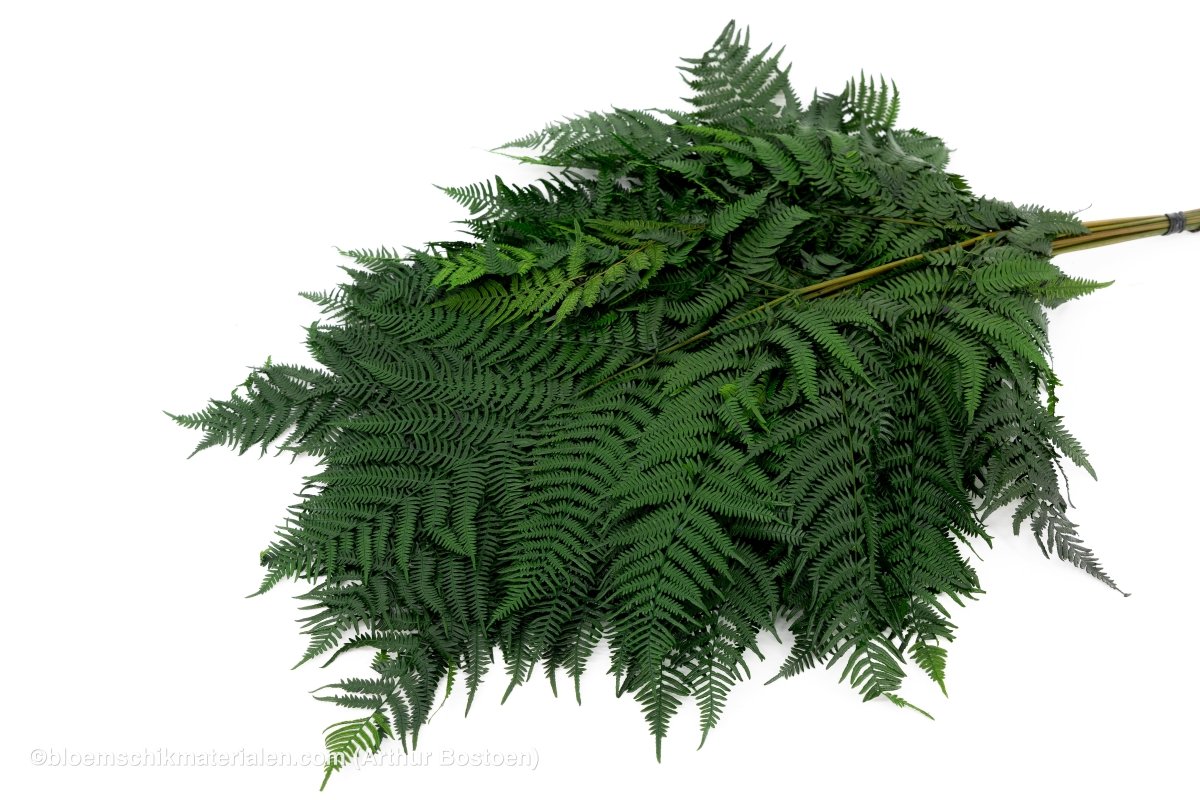 ADELAARSVAREN GECONSERVEERD GROEN 10ST - bloemschikmaterialen.com