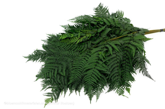 ADELAARSVAREN GECONSERVEERD GROEN 10ST - bloemschikmaterialen.com
