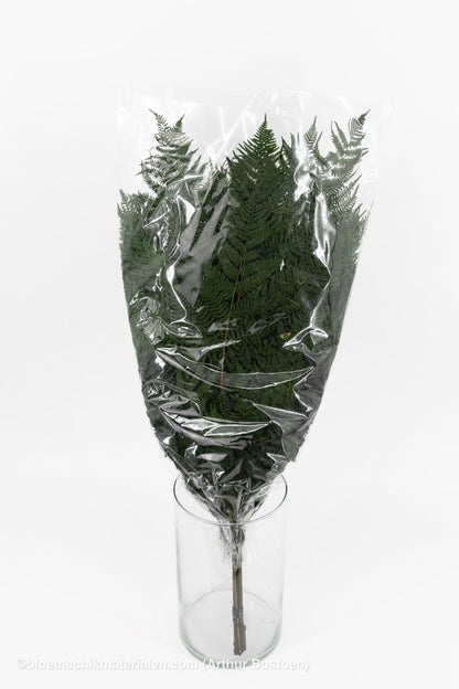 ADELAARSVAREN GECONSERVEERD GROEN 10ST - bloemschikmaterialen.com