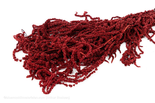 AMARANTHUS CAUDATUS GECONSERVEERD BORDEAUX - bloemschikmaterialen.com