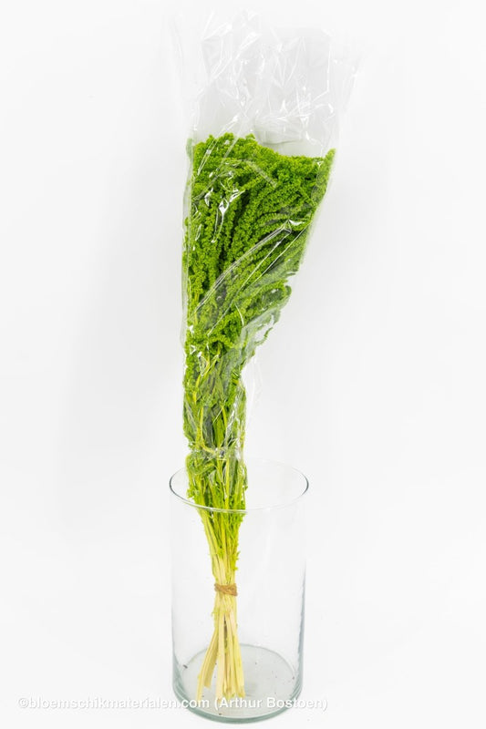 AMARANTHUS CAUDATUS GECONSERVEERD LIME GREEN - bloemschikmaterialen.com