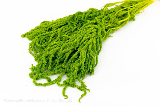 AMARANTHUS CAUDATUS GECONSERVEERD LIME GREEN - bloemschikmaterialen.com
