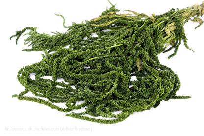 AMARANTHUS CAUDATUS GECONSERVEERD MOSGROEN - bloemschikmaterialen.com