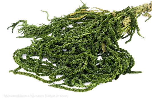 AMARANTHUS CAUDATUS GECONSERVEERD MOSGROEN - bloemschikmaterialen.com