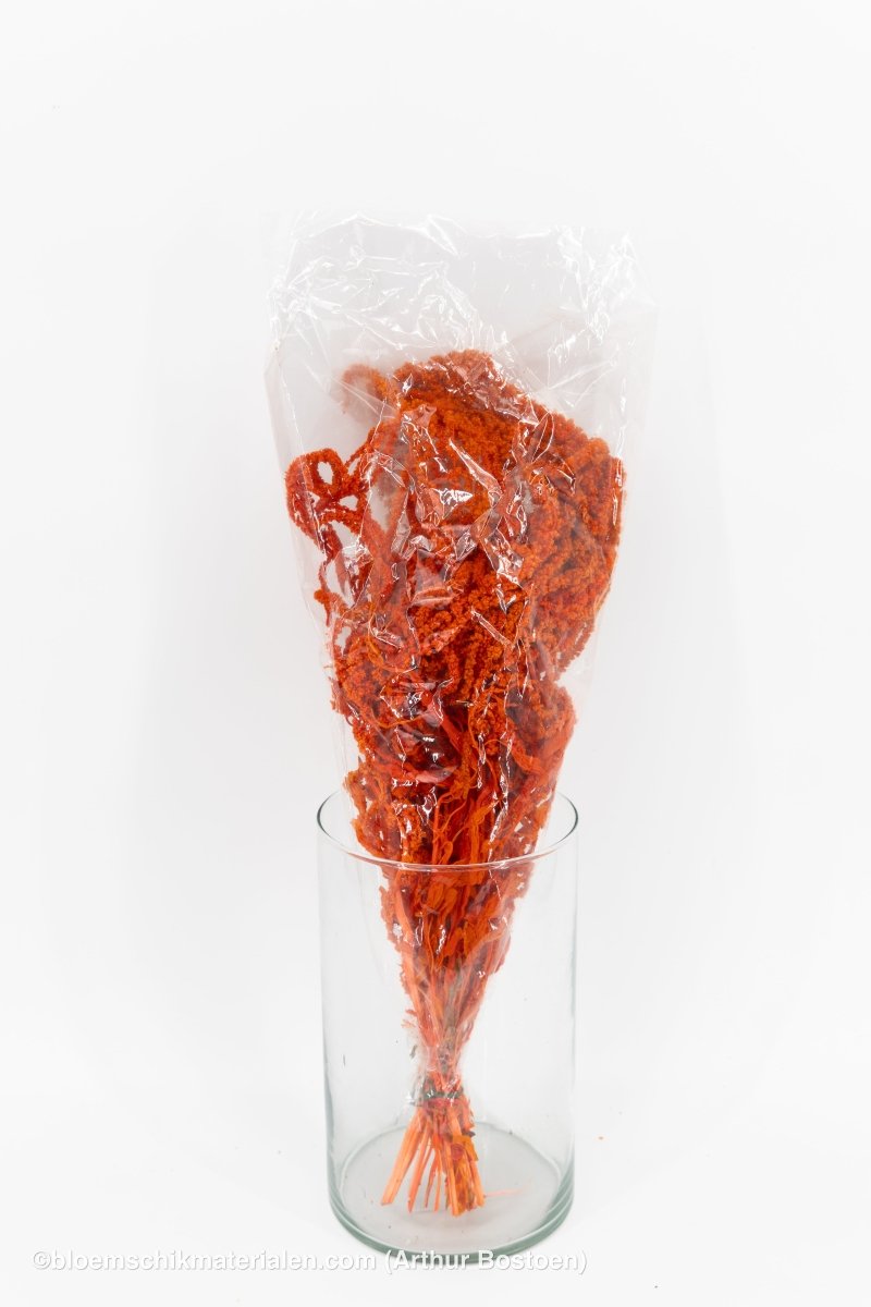 AMARANTHUS CAUDATUS GECONSERVEERD ROOD - bloemschikmaterialen.com