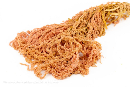 AMARANTHUS CAUDATUS GECONSERVEERD ROZE - bloemschikmaterialen.com